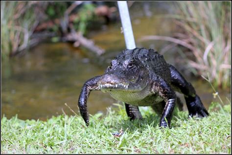 Fileflorida Alligator Wikimedia Commons
