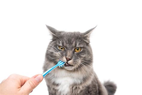 To Brush Is A Must Tips For Brushing Your Cats Teeth Leon Valley