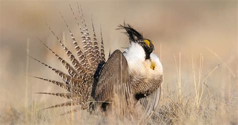 Gunnison Sage Grouse Life History All About Birds