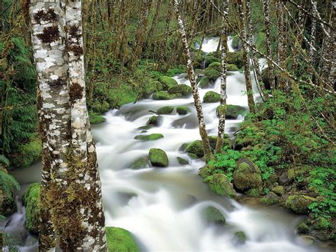 River Mountain River Stones Moss Birch Hd Wallpaper Wallpaperbetter