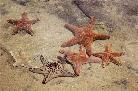 Heres All About The Habitat Of Starfish