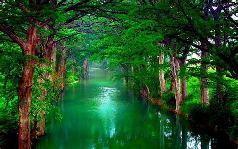 Water Forest Image Abyss