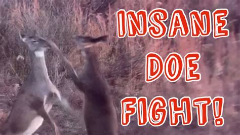 The Most Brutal Doe Fight Ever Youtube