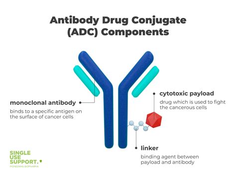 Antibody Drug Conjugates 7 Facts About Adcs