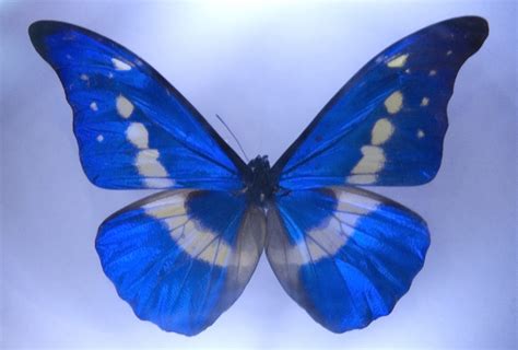 Free Stock Photo 2180 Blue Butterfly Freeimageslive