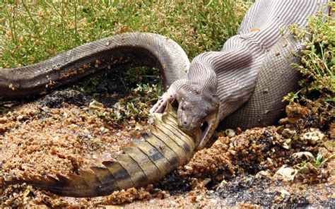Snake Eats Crocodile In Battle At Australian Lake Telegraph