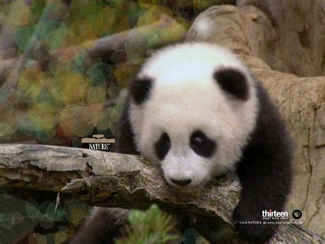 47 Baby Pandas Wallpaper On Wallpapersafari