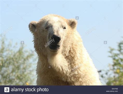 Mature Male Polar Bear Ursus Maritimus Close Up Of Head And Body Set