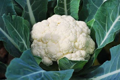 9 Cauliflower Head Disorders And How To Avoid Them Gardeners Path