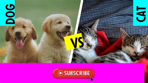 🤣 Funniest 🐶 Dogs And 😻 Cats Awesome Funny Pet Animals Videos 😇 Youtube