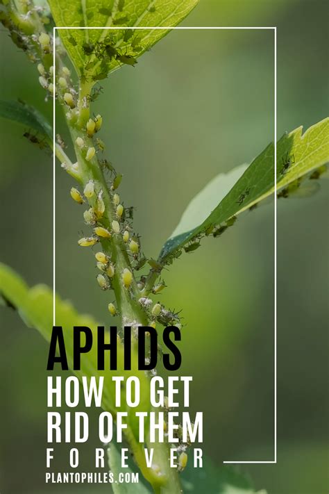 Get Rid Of Aphidsnow In 2021 Aphids Get Rid Of Aphids Plant
