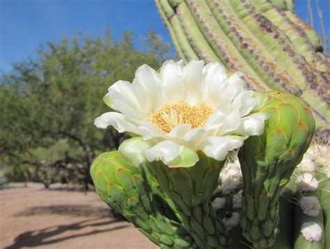 10 Saguaro Flower Facts That Will Make You Love The Desert Even More