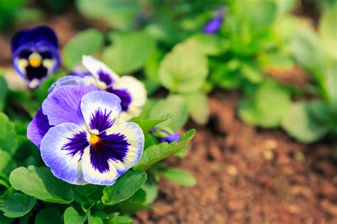 Pansies Are One Of The Earliest Flowering Annuals You Can Plant Outside