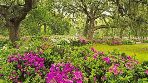 Flower Garden Desktop Wallpapers Top Free Flower Garden Desktop