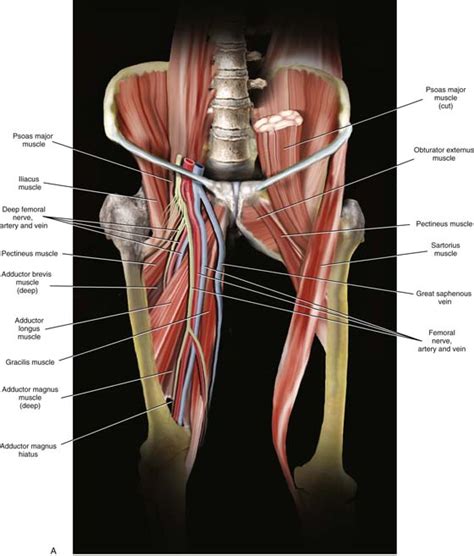 0835 lotze anatomy of the pelvic floor 0900 naumann urologic dissection 1105 lotze ligaments and anatomy important in pelvic reconstructive surgery Introduction to Pelvic Anatomy 1 | Obgyn Key