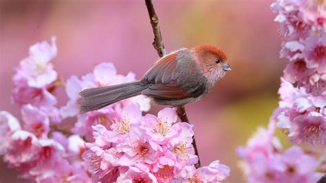 Bird Pink Cherry Flowers Spring Wallpaper 1600x900 Resolution