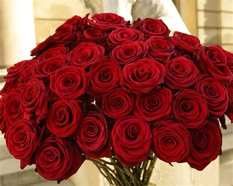 720p Free Download Wonderful Roses Red Amazing Rose Roses