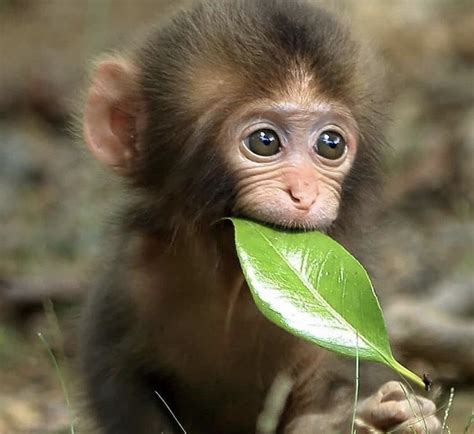 Cute Monkey