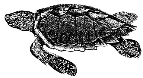 Loggerhead Turtle Clipart 20 Free Cliparts Download Images On