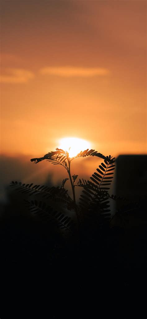 Sunrise Phone Wallpaper 1080x2340 096