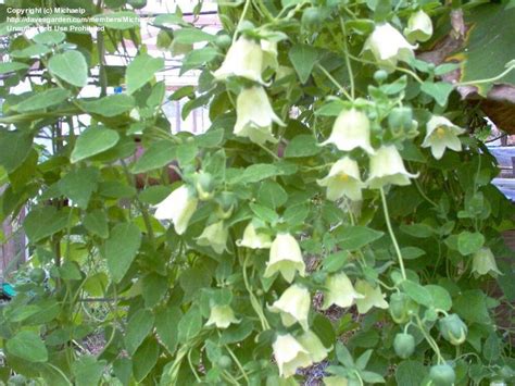 For flowering vines that sprawl, such as climbing roses, use garden ties or stretchy fabric, like old some varieties of bougainvillea, zones 9 and 10. PlantFiles Pictures: Codonopsis Species, Poor Man's ...