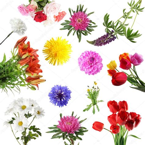 Collections Of Summer Flowers Isolated — Stock Photo © Rozaliya 8495530