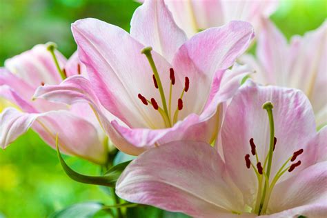 Pink Lilies Free Stock Photo Public Domain Pictures