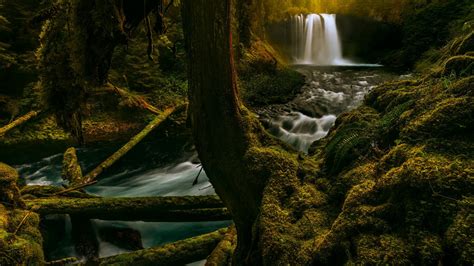 Wallpaper Tree Bark Forest Waterfall Spring Moss Fern Long