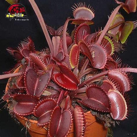 Planta Carnívora Dionaea Muscipula Red Dragon Compre Online
