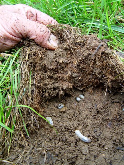 Japanese beetle grubs spend the winter underground in the soil of lawns, pastures, and other this usually results in more damage to nearby gardens and landscape plants than would have happened. Fix the lawn, grub alert, water duty: This Weekend in the ...
