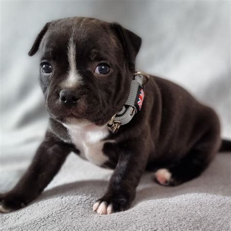 Staffordshire Bull Puppies For Sale Ph