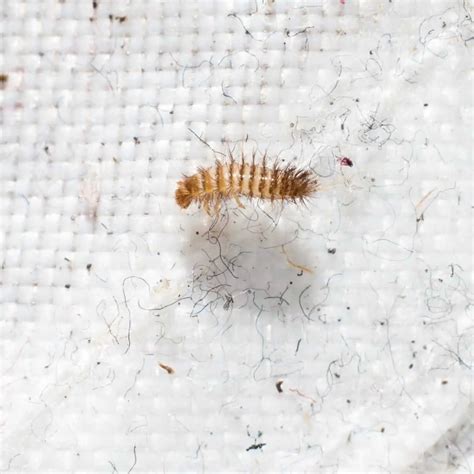 Do Carpet Beetles Poop And What Does It Look Like Whatbugisthat