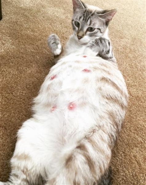 11 Cats So Pregnant You Just Cant Look Away Cuteness