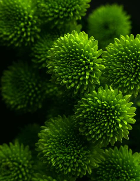 Green Chrysanthemum By Hanna Tor Photo 280756251 500px