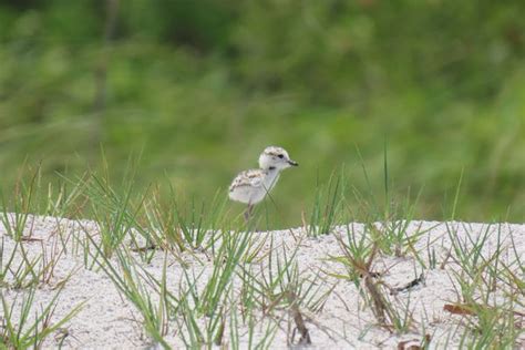 Plover Chicks Documented On Beaches As Least Tern Nest Returns News