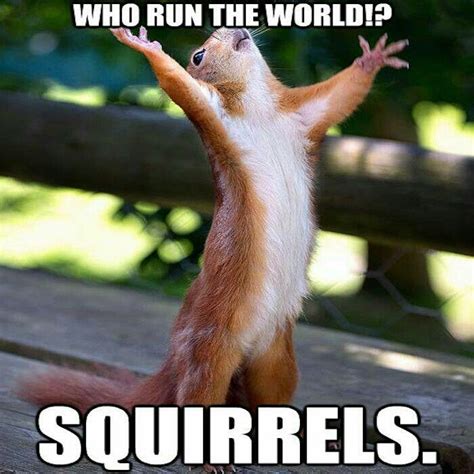 Squirrel Power Happy Squirrel Funny Animals Cute Animals