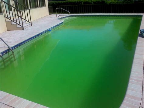 How To Use Floccing Agent To Clean A Green And Cloudy Pool Dengarden