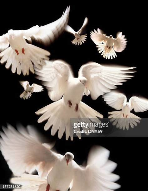 Flying Doves Photos And Premium High Res Pictures Getty Images