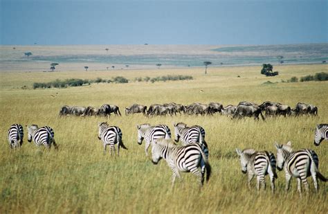 Though they all live in africa, each. Zebra Habitat - About Zebras - Online Biology Dictionary