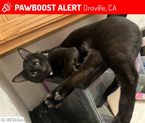 Lost Male Cat In Oroville Ca 95965 Named Raider Id 8034544 Pawboost