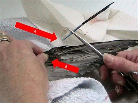 Blood Feathers What They Are And What To Do Birds Amino Amino