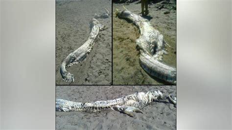 Mysterious Sea Monster Washes Ashore In Spain