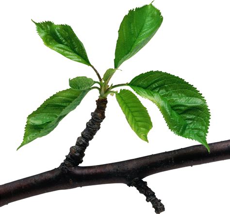 Branch With Leaves Png