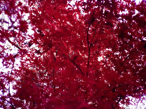 Index Of Imagespicturesdownloadcolorful Leavesjapanese Red Maple