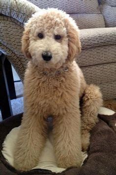 • pending adoption • we have an incredible opportunity to adopt this medium teddybear twoodle in training. types of goldendoodle haircuts - Google Search … | Pinteres…