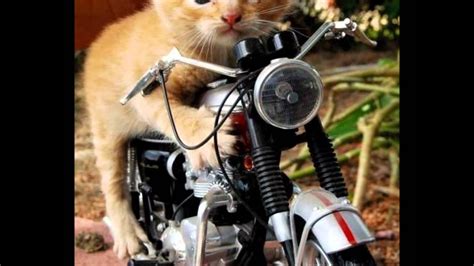 ✓ free for commercial use ✓ high quality images. FUNNY HARLEY DAVIDSON PICTURES - YouTube