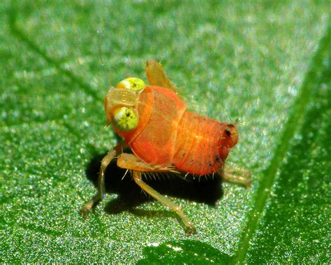 No Creepy Crawlies Here Gallery Of The Cutest Bugs Live Science