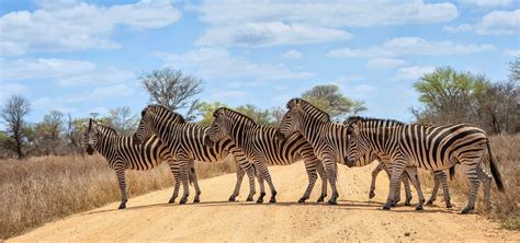 Kruger Tours The Best South Africa Safari Adventures