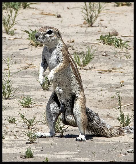 How do you know if a shock will cause the damage i mentioned? ground squirrel male 2483 - Do It Yourself Nature Travel