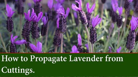 How To Grow Lavender From Cuttings There Are A Few Different Ways You